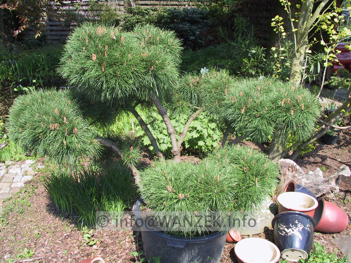 Pinus densiflora Pumila - Bonsai1.JPG